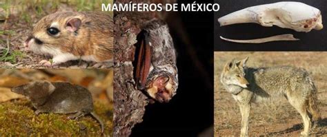 Mamíferos de México · NaturaLista