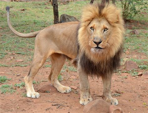 Mammal Animal Lion · Free photo on Pixabay