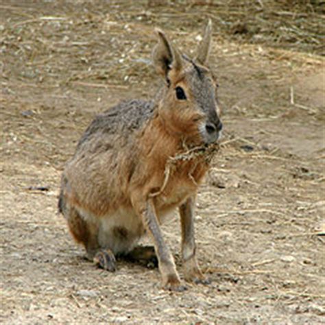 Mammalia   Wikipedia