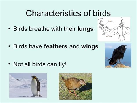 Mammals and birds ppt