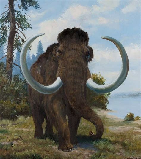 Mamut lanudo | Wooly mammoth, Prehistoric animals, Ancient ...