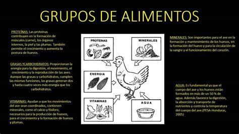 Manejo nutricional de aves Asesoria Agropecuaria Sophie   YouTube