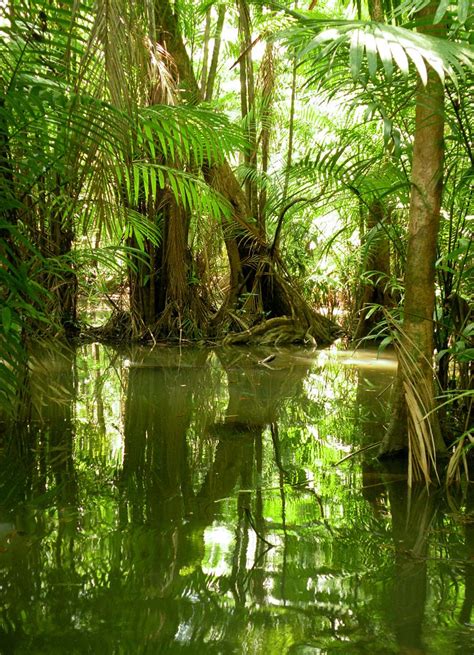 Mangrove Trees in the rainforest. | Amazon rainforest ...
