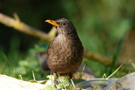 manises naturaleza: Mirlo y Estorninos