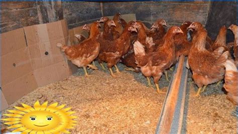 Mantenimiento y cría de gallinas ponedoras en el país.