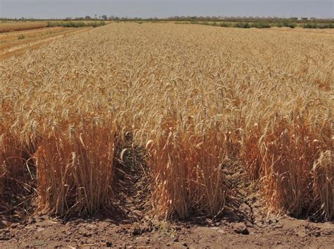 Mantiene trigo dominio en el Valle del Yaqui | Noticias de Sonora | EL ...