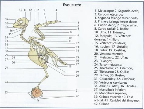Manual de Canaricultura   Aviario San Cristóbal