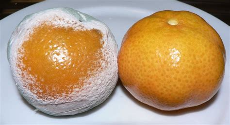 Manual del científico: Mandarinas y naranjas con el moho ...