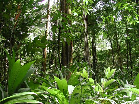 Many Means: Amazon Rainforest  Lungs of our Planet