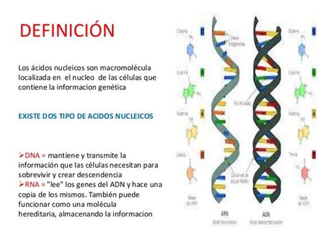 Mapa conceptual :Acidos Nucleicos