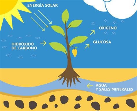 Mapa conceptual de la fotosíntesis ¡Guía paso a paso!