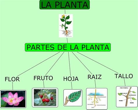 Mapa conceptual de las plantas ¡Guía paso a paso!