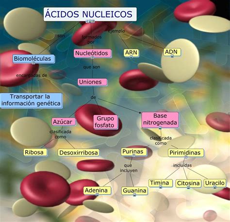 Mapa conceptual de los ácidos nucleicos | Biología | Pinterest