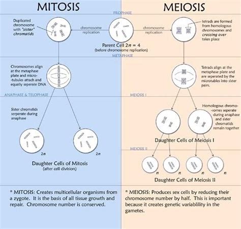 Mapa Conceptual Mitosis Y Meiosis   Primeros