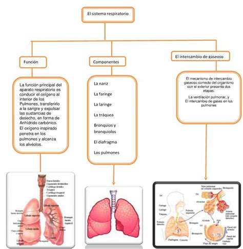 Mapa conceptual sobre el sistema respiratorio | naturaleshoy