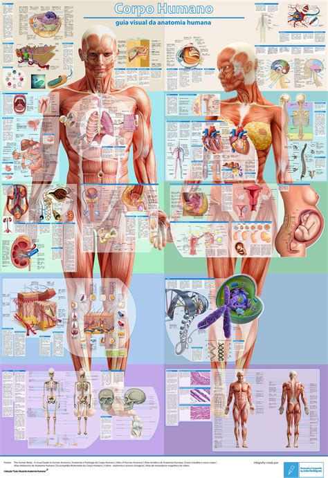 Mapa de fisiologia | Anatomia do corpo humano, Corpo humano, Educação ...