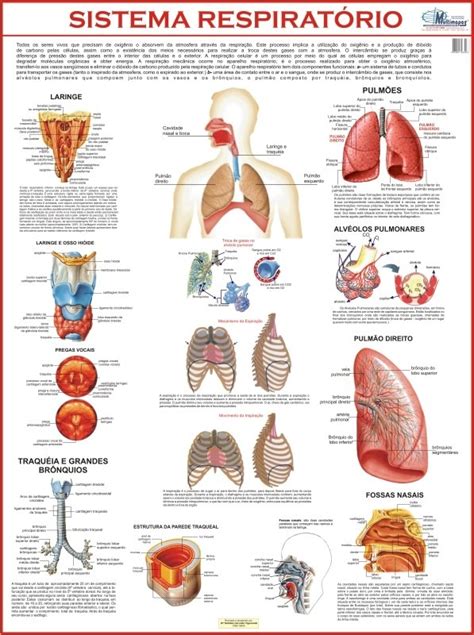Mapa Do Sistema Respiratório Humano   Pulmões   Frete Grátis   R$ 27,90 ...