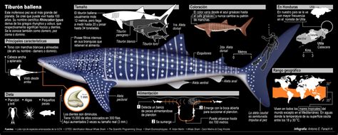 Mapa   El Tiburón Ballena