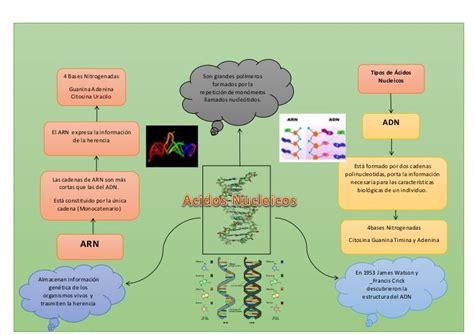 Mapa mental acidos nucleicos