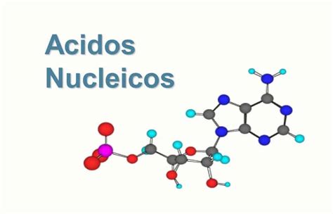 Mapa mental de ácidos nucleicos ¡Tienes que saber ESTO!
