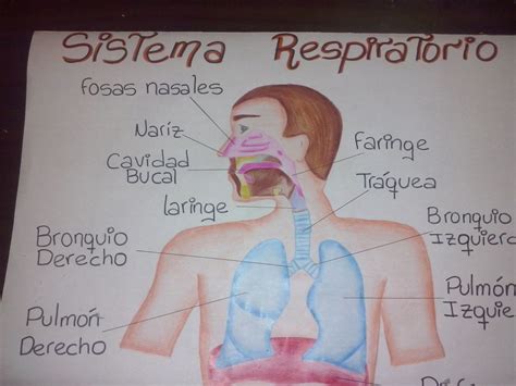 Mapa mental sistema respiratorio ¡Tienes que saber ESTO!