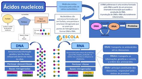 Mapa mental sobre os ácidos nucleicos   Baixe grátis em PDF!