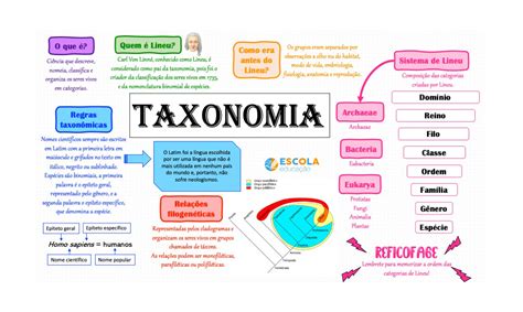Mapa mental sobre taxonomia   Baixe grátis em PDF!