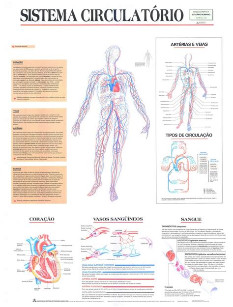 Mapa/Prancha do Sistema Circulatório