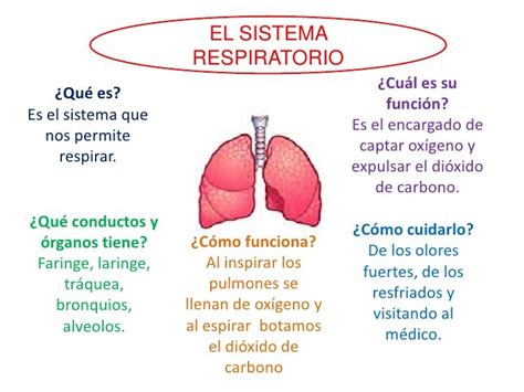 Mapa semántico del sistema respiratorio