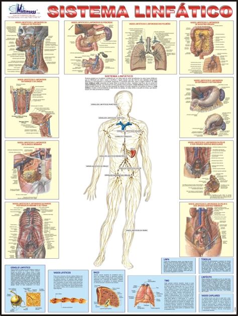 Mapa Sistema Linfático Do Corpo Humano Medicina E ...