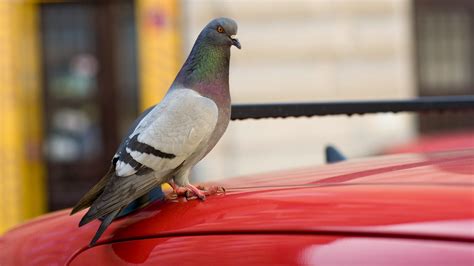 Mapi   ¿En qué coches prefieren hacer caca las palomas?