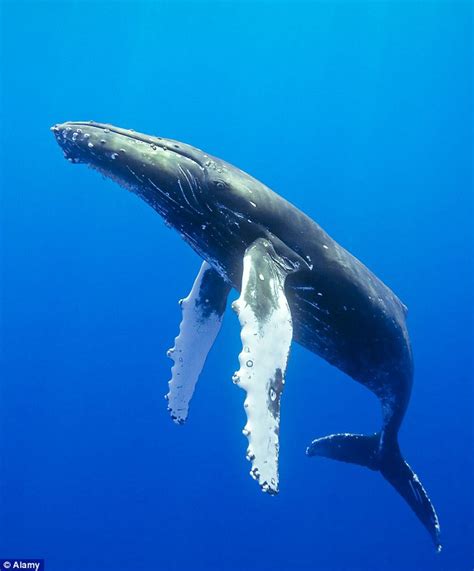 Map? No thanks! Humpback whales may use the sun, moon and ...