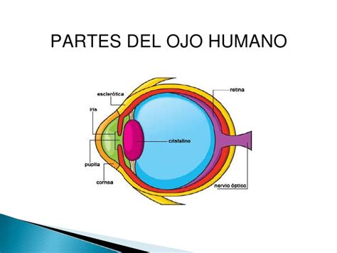 Maqueta del ojo humano   Imagui