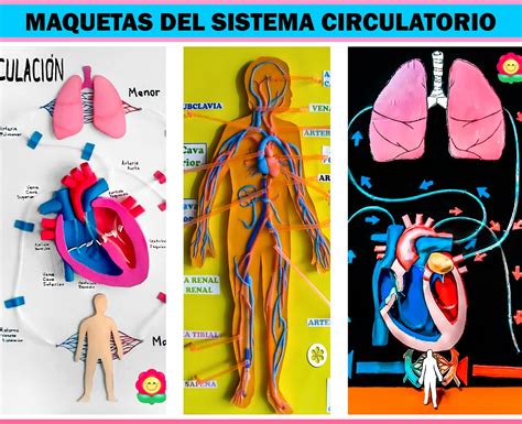Maquetas del Sistema Circulatorio Fáciles   Manualidades ...