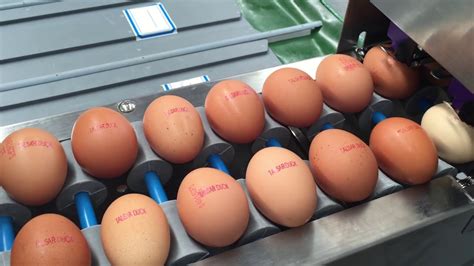 Máquina de clasificación de huevos 4000 huevos/hora   YouTube