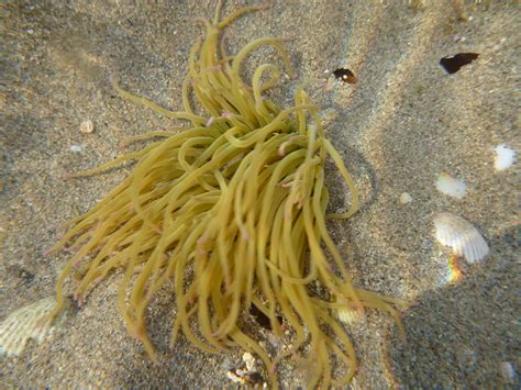 mar menor mar mayor: Anemonia viridis. Anémona de mar en ...
