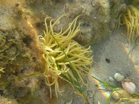 mar menor mar mayor: Anemonia viridis. Anémona de mar en ...