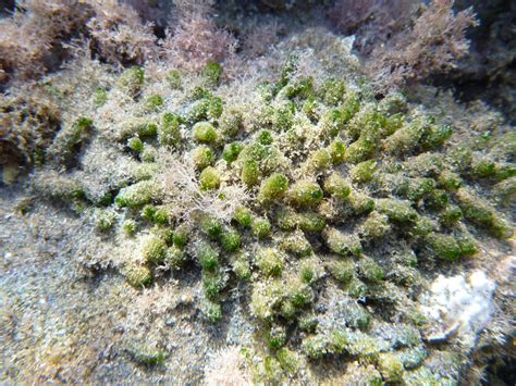 mar menor mar mayor: Dasycladus vermicularis