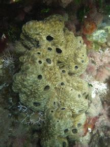 mar menor mar mayor: Ircinia fasciculata. Esponja dorada