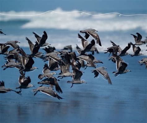 Mar peruano lleno de aves | Peru, Bird, Animals