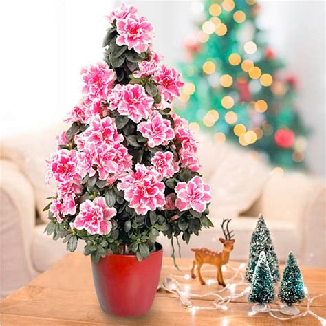 Maravillosas Plantas para Regalar en Navidad ¡Busca las ...