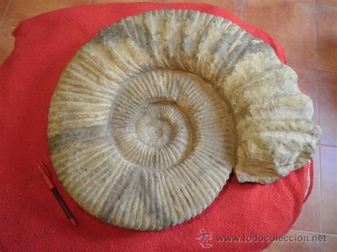 Maravilloso fosil. amonites gigante 60 cm de di   Vendido ...