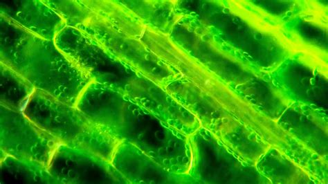 March of the Chloroplasts; Cytoplasmic Streaming in Elodea ...