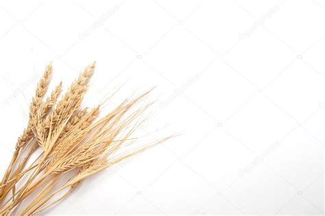 Marco de trigo y centeno: fotografía de stock  Mulikov #53345415 ...