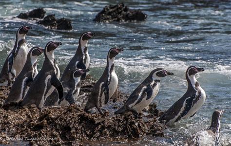 Marcona: conoce la cuna de los pingüinos en Ica   Viajar por Perú