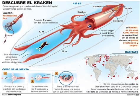 Mares y Océanos: El calamar gigante
