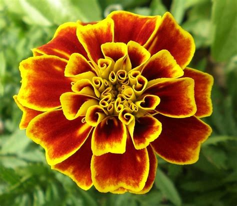 Marigold | S flowers, Flowers, Flower images