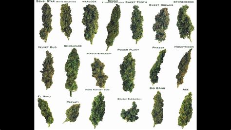 Marihuana 4 tipos mas potentes  Weed    YouTube