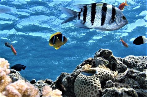 Marine ecosystem | What is, characteristics, fauna, flora ...