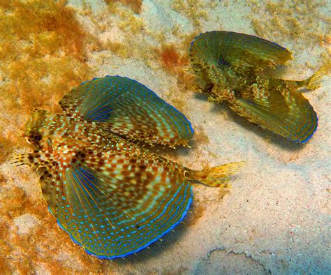 Marine Life Facts | Alton s Dive Center Blog: Utila ...
